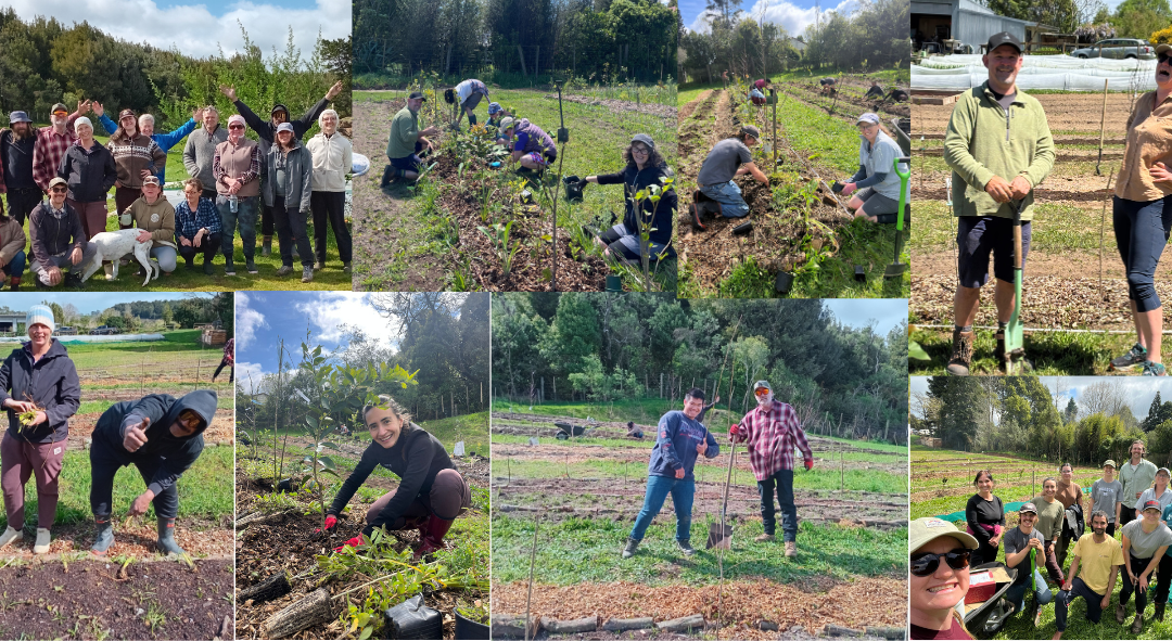 Every Friday in January! Kai Rotorua Hapori/Community Gardening Days
