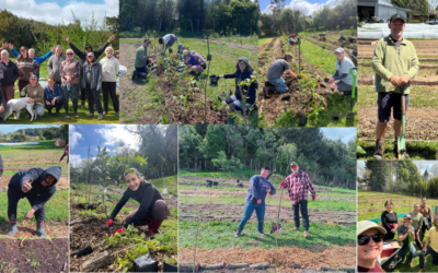 Every Friday in January! Kai Rotorua Hapori/Community Gardening Days