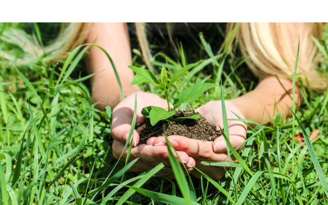 Grow from seed and build your confidence! Seedling Propagation Workshop – Saturday 14th Feb