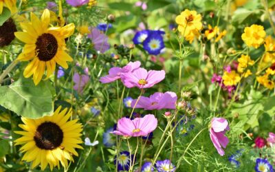 Sharing Our Spaces: Gardening to Welcome Wildlife – Saturday 7th Feb